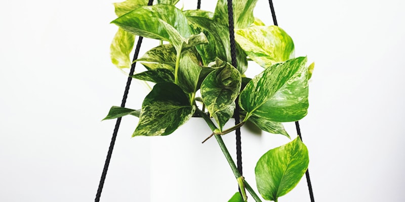 英超联赛利物浦与曼联双红会安菲尔德球场火爆现场图片